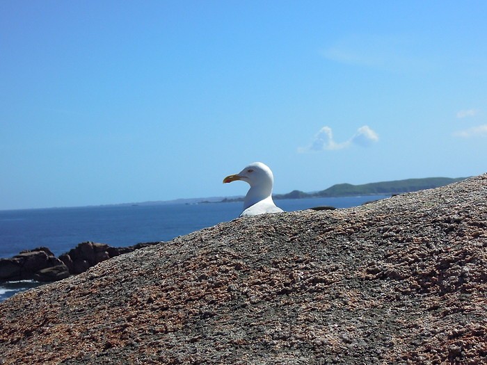 Mouette en Bretagne Mouette en Bretagne