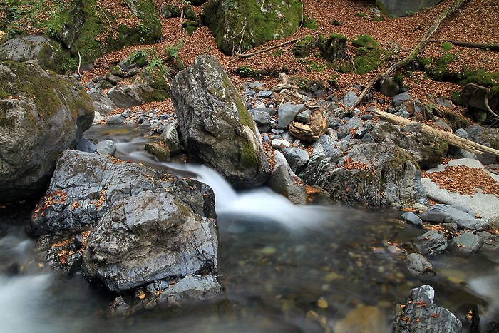 Cours d'eau dans la fort du Bu
