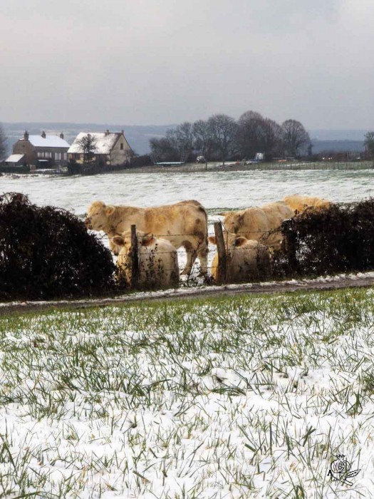 LES GÉNISSES DU FAUBOURG ST JACQUES LES GÉNISSES DU FAUBOURG ST JACQUES