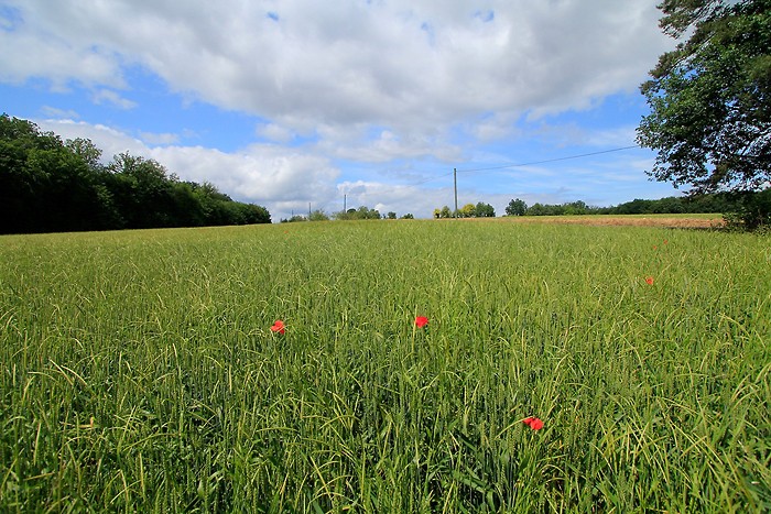 Balade dans la campagne en Dordogne