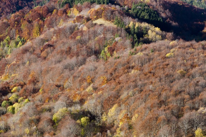 Couleurs automnales