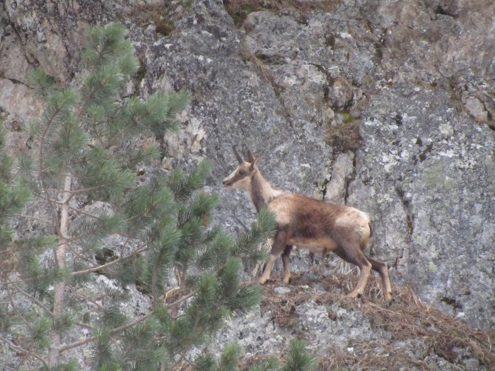 Isard dans les Pyrnes