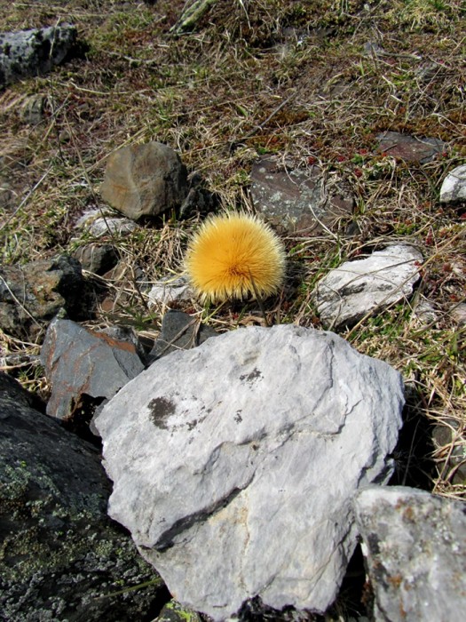 Cardabelle dans les Pyrnes