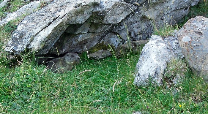 Marmotte cachée sous un rocher, Pyrénées Marmotte cachée sous un rocher, Pyrénées