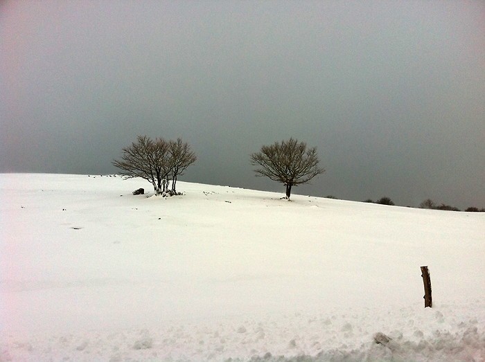 Paysage d'Aubrac enneig, prs de Laguiole