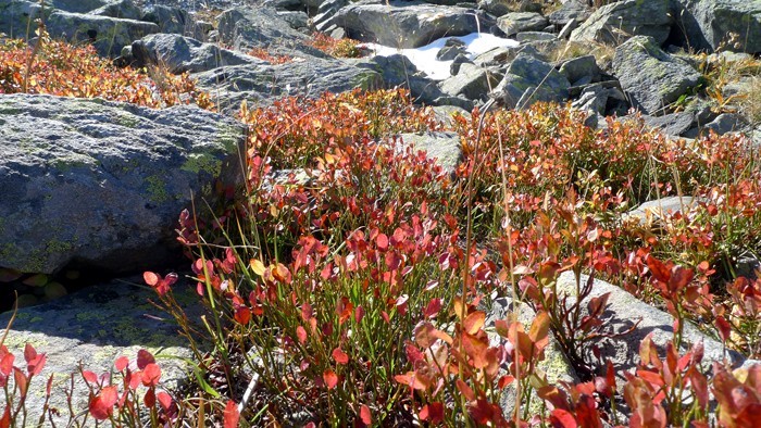 Feuillage color, dommage ce n'est pas la saison des myrtilles