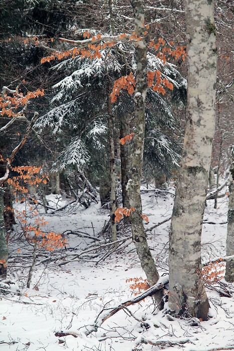 Neige, arbres et feuilles