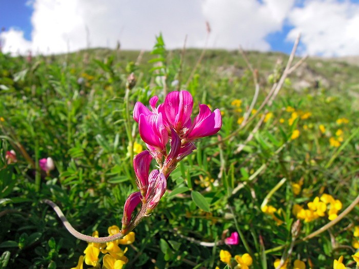 Flore des Alpes