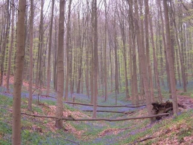 Bois de Han