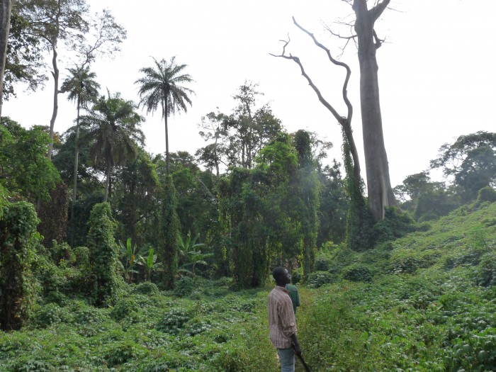 Trekking au Ghana