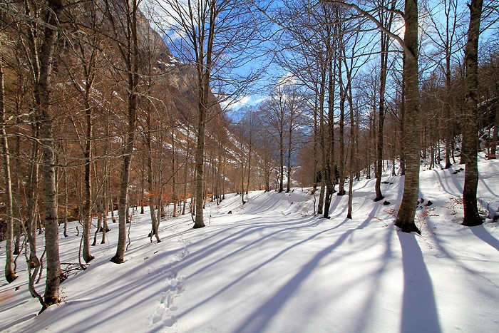 Raquettes  neige dans le bois de Saint Savin