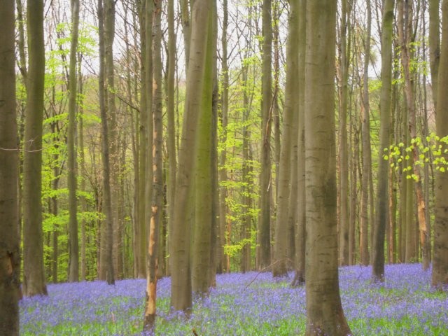 Bois de Hal