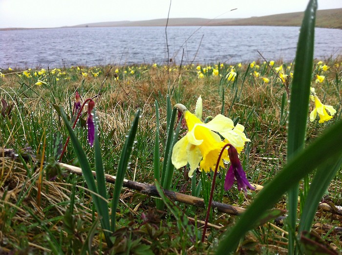 Jonquilles et dents de chiens, Aubrac, lac de Saint Andol