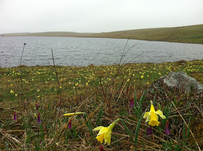 Jonquilles devant le Lac de Saint Andol, Lozre, sur l'Aubrac