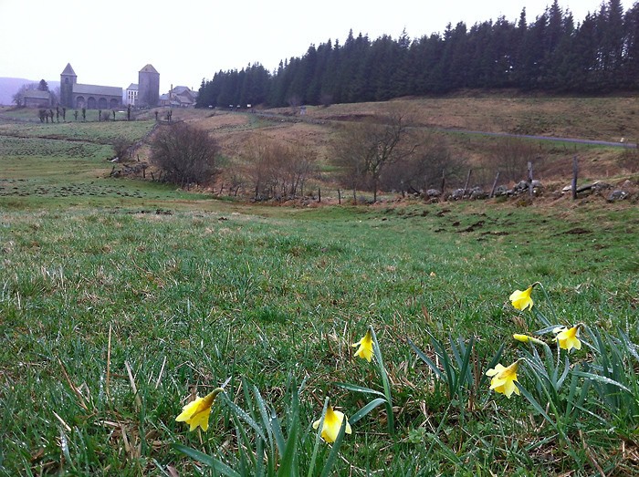 Jonquilles devant le village d'Aubrac, Aveyron