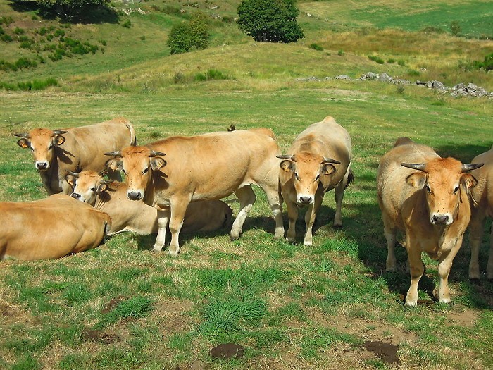 Vache de race Aubrac, sur le Plateau de l'Aubrac