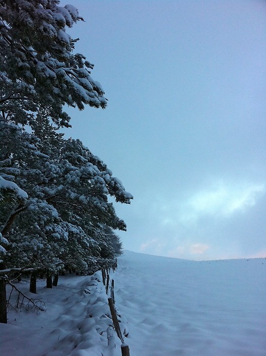 Neige et sapins sur l'Aubrac