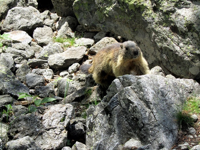 Marmotte curieuse, au Lac du Lauvitel