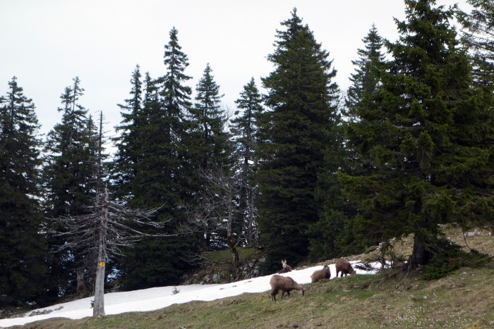 Harde de chamois