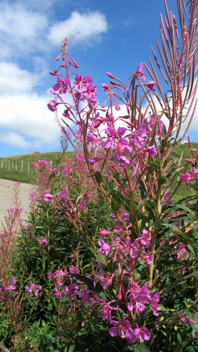 Flore sur l'Aubrac, Lozre