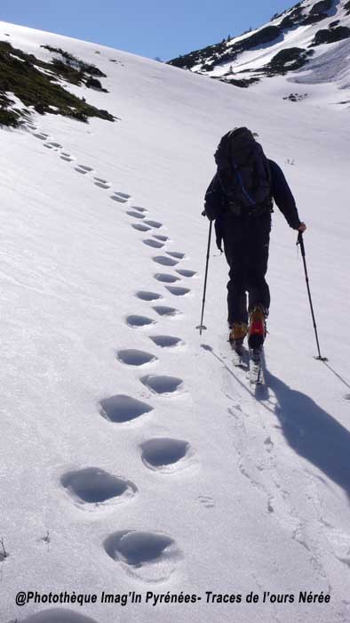 Traces de l'ours Nr
