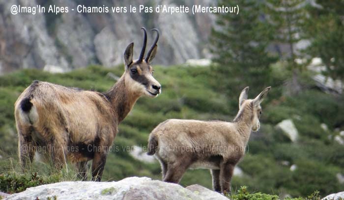 Chamois