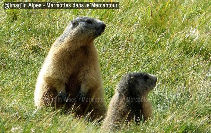Marmottes