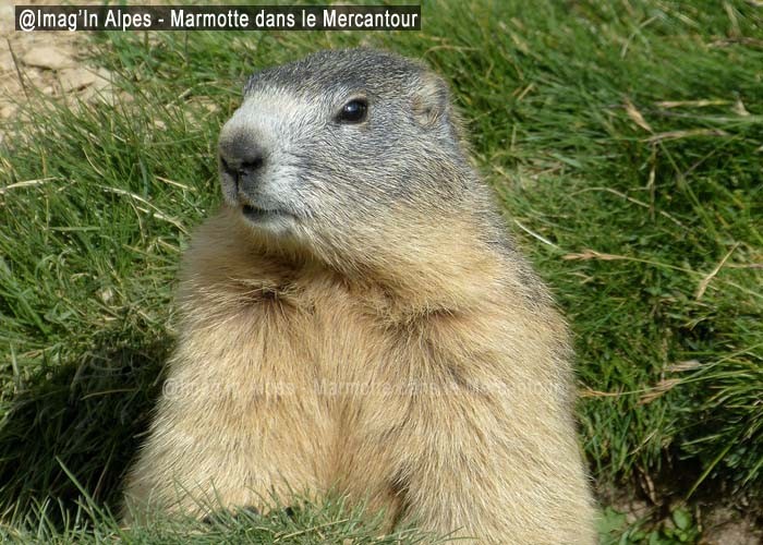Marmotte Marmotte
