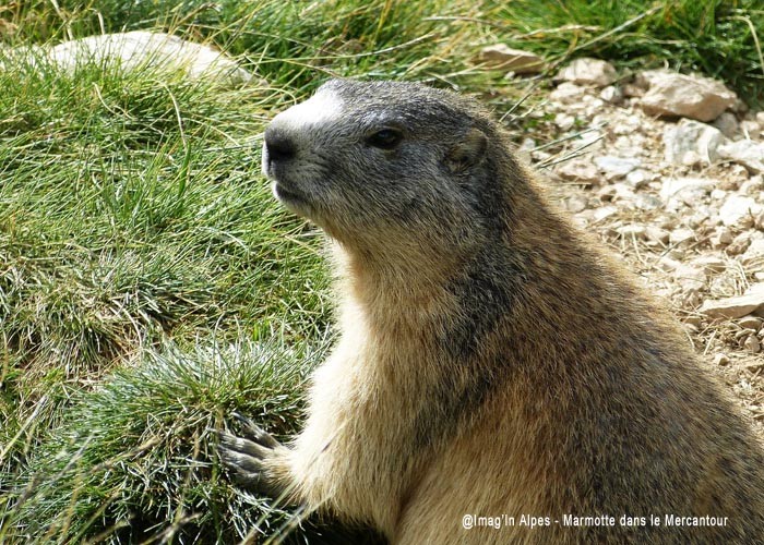 Marmotte dans le Mercantour