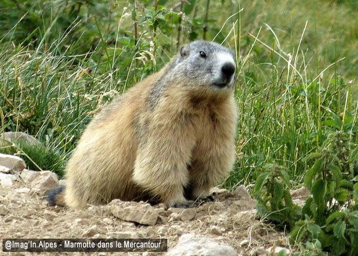 Marmotte