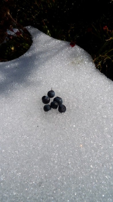 Quelques myrtilles trouves sur la neige