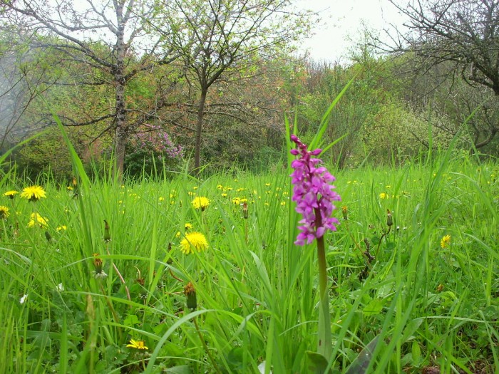 Orchide sauvage du Limousin