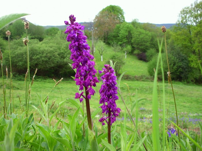 Orchides
