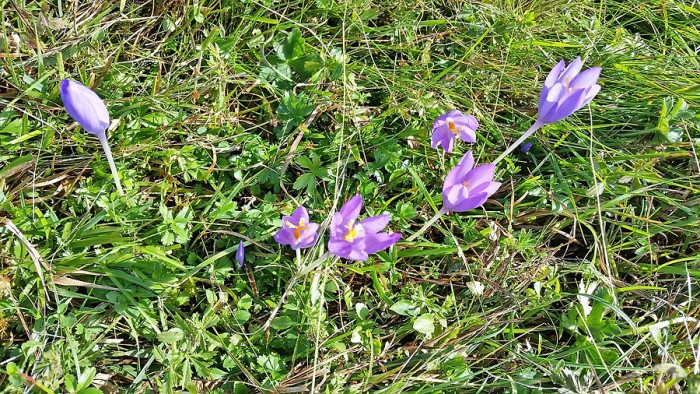 Mes fleurs préférées, Aubrac Mes fleurs préférées, Aubrac