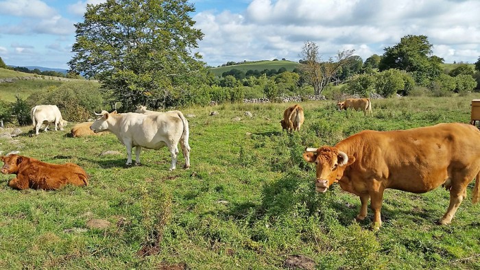 Vaches de race Aubrac