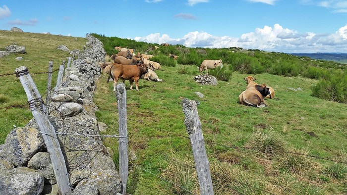 Troupeau de vaches et taureau race Aubrac