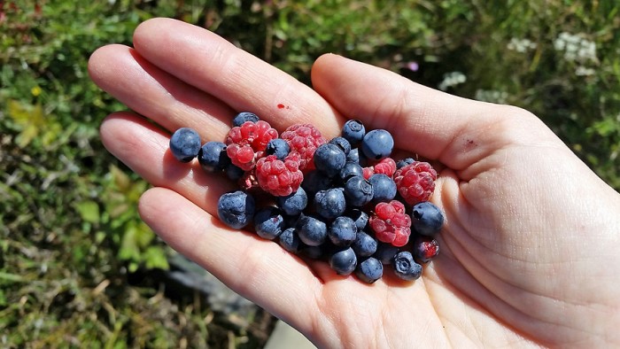 Fruits sauvages trouvs lors de la randonne
