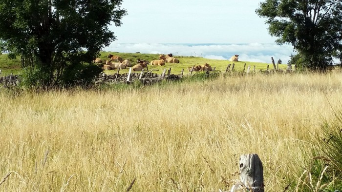 Troupeau de vaches race Aubrac