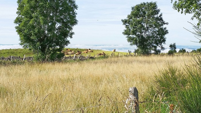Vaches Aubrac, paisibles au matin