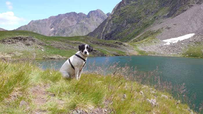 Un chien au bord du lac de Maucapéra