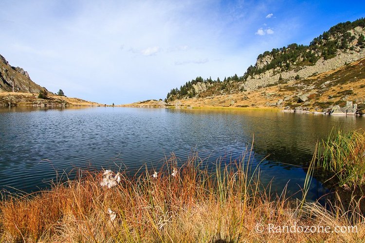 Linaigrettes au lac de Caderolles Linaigrettes au lac de Caderolles
