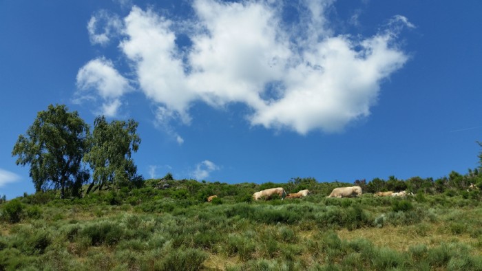 Troupeau de vaches Troupeau de vaches