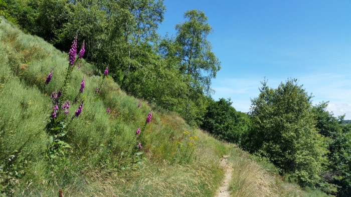 Sentier très fleuri Sentier très fleuri