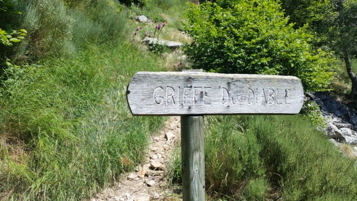 Griffe du diable Griffe du diable