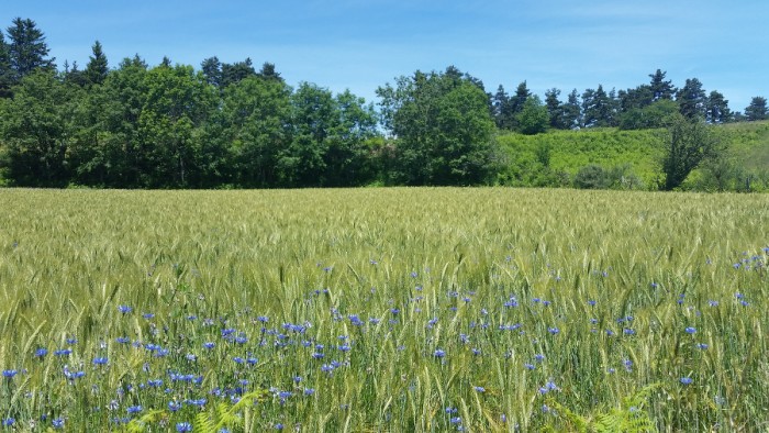 Champ de blé et fleurs sur le retour Champ de blé et fleurs sur le retour