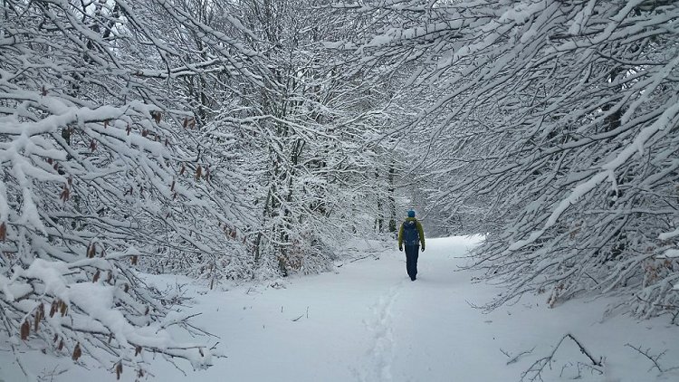 Promenons-nous dans les bois blancs