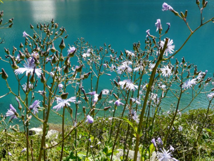 Laitues de plumier au bord du lac de Gaube