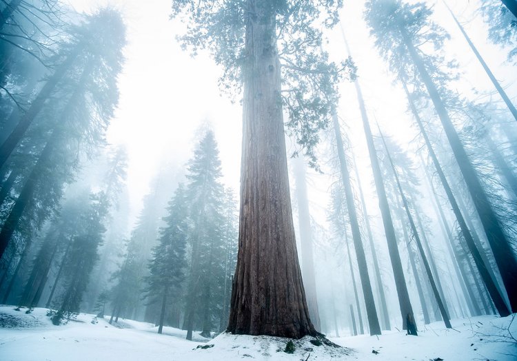 Silent Giant Forest