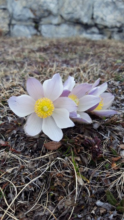 Anemone printaniere