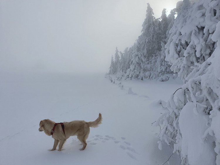 Mon chien qui s'amuse dans la neige en bas du Puy de Gudette